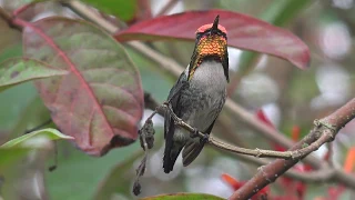 Bee Hummingbird