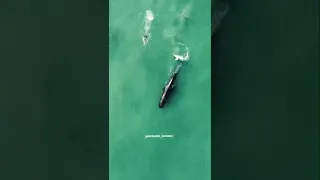 Sperm whale spotted in Jamaica