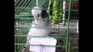 говорящий попугайчик Гуджик