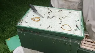 Honeybees in compost Bin.
