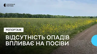 Відсутність опадів на Полтавщині: як впливає на посіви