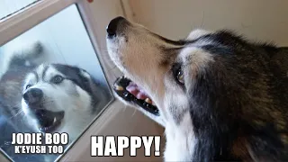 Husky Jumps For Joy When He Hears His Best Friend!