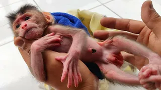 Poor Newborn Baby Monkey who was Abandoned by his Mother when it Rains