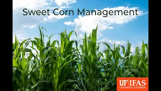 South Florida Sweet Corn Management Workshop- Dec 06, 2022