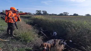 BATTUE DANS LES MAÏS, SCÈNES DE FOLIE, TIR D'UN GROS SANGLIER | MRC 33 #chasse #sanglier #fusil #tir