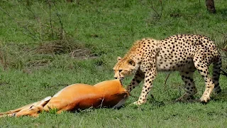 Impala tries to escape the cheetah in hopelessness -The Battle Of Animals