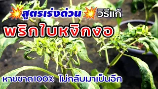 💥สูตรเร่งด่วน💥 วิธีแก้พริกใบหงิกงอ หายขาด100% ไม่กลับมาเป็นอีก