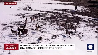 Harsh winter pushes wildlife to Utah roads with over 1,000 killed this year