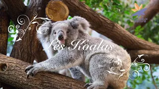 Les koalas - emission par les enfants - AnimauxNature (petit exposé scolaire)