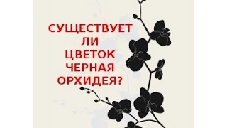 🌺ЧЕРНАЯ ОРХИДЕЯ. Существует ли цветок черная орхидея?🌺