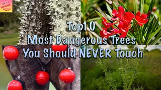 Top 10 Most Dangerous Trees You Should Never touch