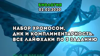 Биология: Набор хромосом, ДНК и комплиментарность. Все лайфхаки по 3 заданию