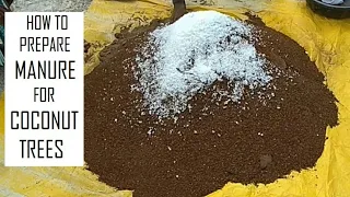 Organic fertilizer for Coconut Farming / How to fertilize Coconut palm tree / Coconut Cultivation