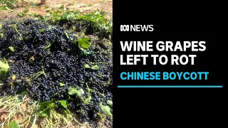 Grapes rot on ground as Chinese boycott of Australian wine dries up demand | ABC News