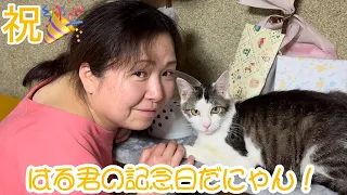 今日は♡はる君の記念日だにゃん😸✨