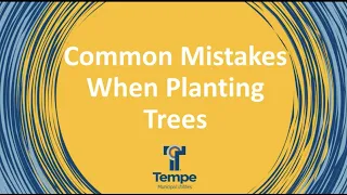 Common Mistakes when Planting Trees
