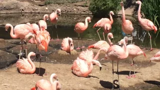 Pink Flamingos at the San Diego Zoo/Safari Park
