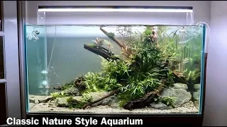 Nature Aquarium Aquascape Tutorial - Low Maintenance Home Aquascape Step by Step