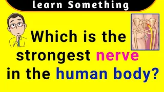 Which is the strongest nerve in the human body? || Strongest & Longest nerves || Biology