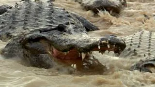 Alligators fight over dead Python 02, Time Lapse Speed x0.5