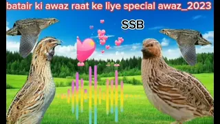 batair awaz raat kliye,B quail sound for hunting,