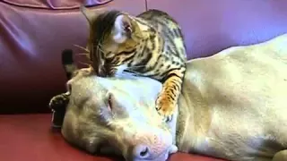 Cat Gives A Dog Hypnotherapy - The Translation