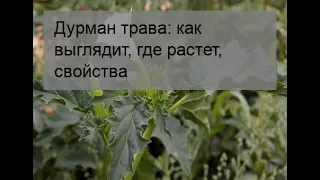 Дурман трава: как выглядит, где растет, свойства