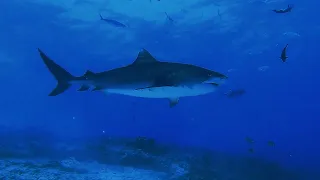 Tiger Sharks of Fuvahmulah, Maldives 2022