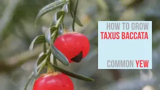 How to Grow Taxus baccata (English Yew / Common Yew)