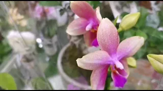 🌺Завоз орхидей...🌺 Сочи... 🌺
