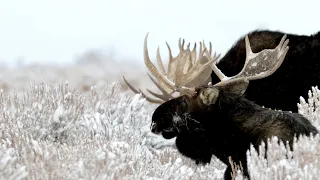 Wildlife Photography-Bull Moose/Snow/Last of the Antlers-Jackson Hole/Grand Teton Park/Yellowstone