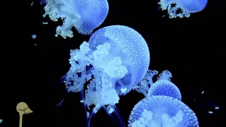 4K Wild Aquarium [ chill lofi beats to clear the mind and create a relaxing atmosphere]