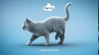 cat walk cycle Main 1