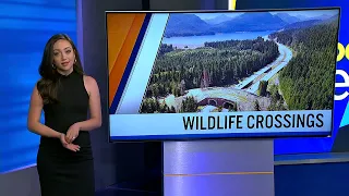 Washington State University study says wildlife crossings could save millions of dollars