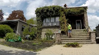 Extreme Vine Removal [The Cleanup]
