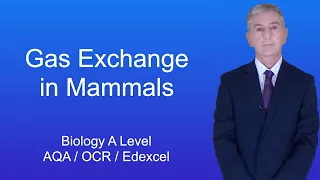 A Level Biology Revision "Gas Exchange in Mammals"