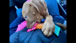 Our Vizsla Ripley First Day Home at 8 weeks old