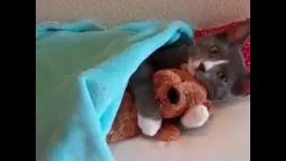 Кошка в кроватке с игрушкой. Cat in bed with a toy.