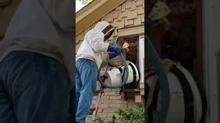 Bee Hive removal from a brick house.