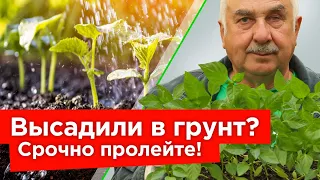 ПОЛЕЙТЕ ЭТИМ РАССАДУ ПОСЛЕ ВЫСАДКИ! Растения быстро приживутся и пойдут в рост