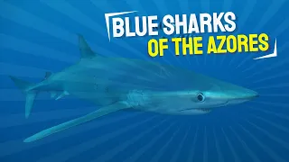 BLUE SHARKS OF THE AZORES