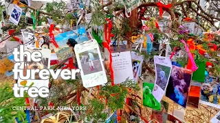 Secret Pet Memorial Tree in Central Park | NYC