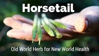 Horsetail - Old World Herb for New World Health | Harmonic Arts