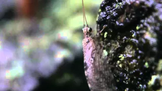 ［見島のいきものたち 84］ アシマダラヒメカゲロウ Spilomicromus maculatipes