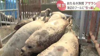 おたる水族館でこの時期恒例の「アザラシたちのお引っ越し」　飼育員も悪戦苦闘　北海道小樽市