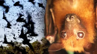 Decrease in Bats Could Hurt Coffee and Chocolate Crops