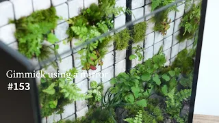 Make a moss terrarium using a mirror