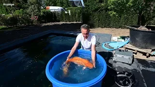 Modern Koi Blog #3848 - Das Einsetzen von Dirks Jumbo & Superjumbo Koi - Teil 2