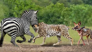 OMG! Chew The Cheetah's Head, Mother Zebra Take Down Cheetah To Save Her Baby – Zebra vs Wild Dogs