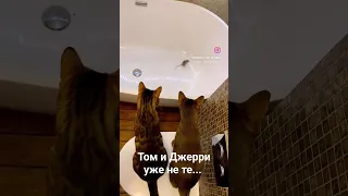 Том и Джерри уже не те... #cats #shortz #catvideos